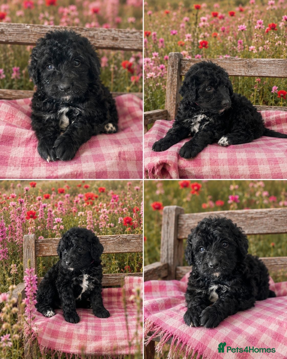 Bernedoodle dogs standard F1 Bernadoodles 3 reserved  - Advert 2