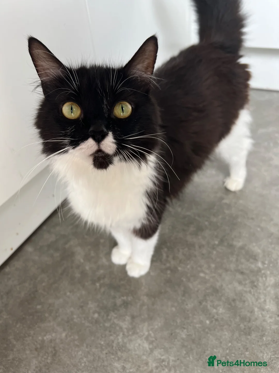 Mixed Breed cats for sale: Mixed mainecoon  in Ringwood - Advert 1