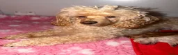 Toy Poodle dogs for sale: Exquisite KC Reg Toy Poodle  in Larkhall - Advert 21