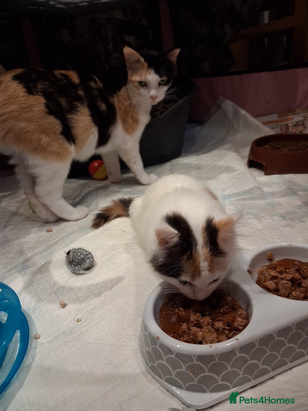 Mixed Breed cats for sale: Gorgeous calico long haired kitten - Advert 5