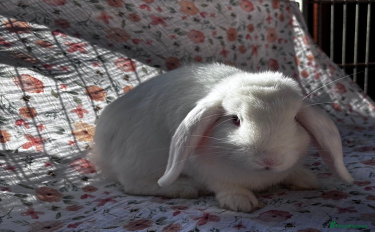 Mini Lop rabbits - Advert 8