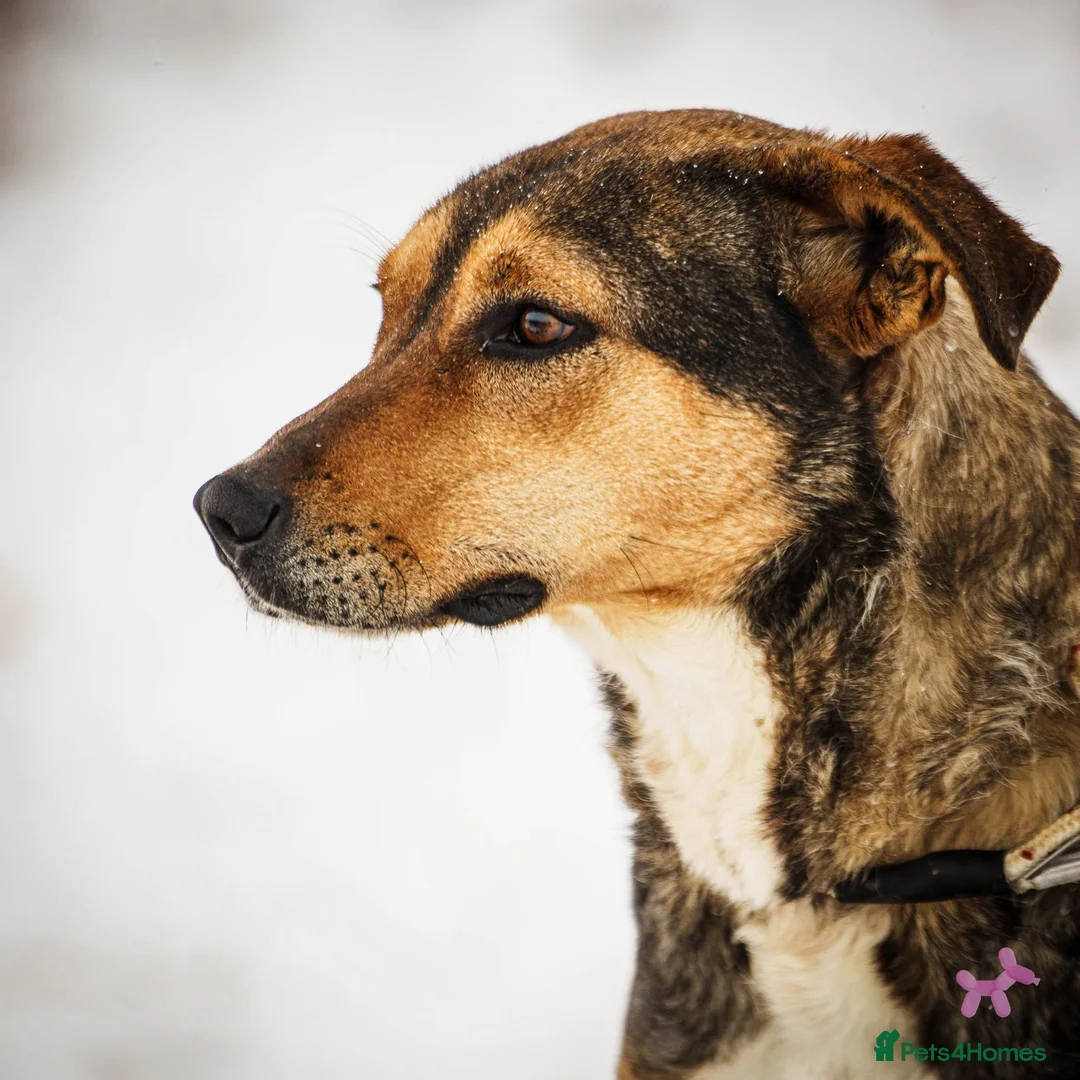 Mixed Breed dogs for adoption: 🐾💔 FREYA – The Mum Who Was Left Behind 💔🐾 - Advert 1