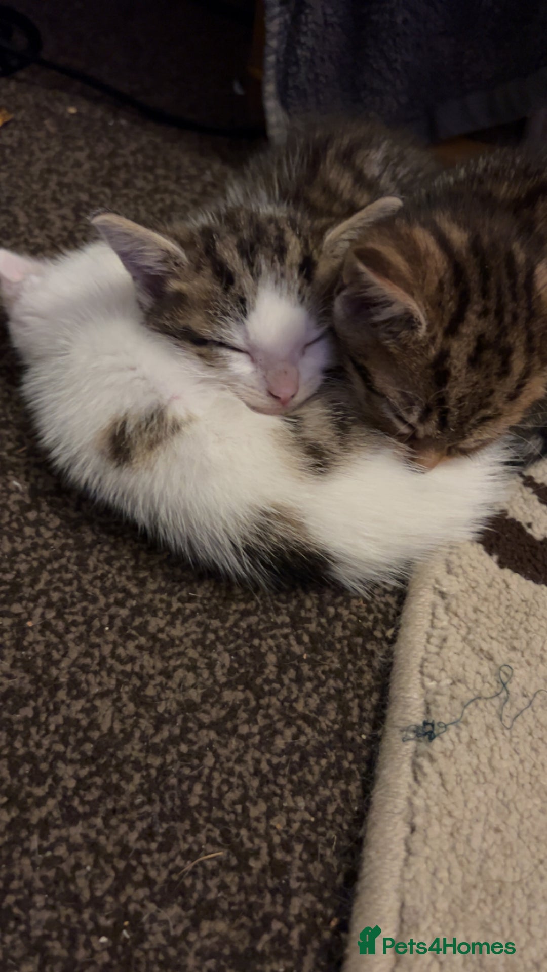 American Shorthair cats for sale: Three kittens 💖 - Advert 3