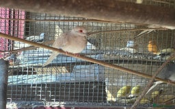 Doves birds for sale: Diamond doves for sale 2025 bred  - Image 5