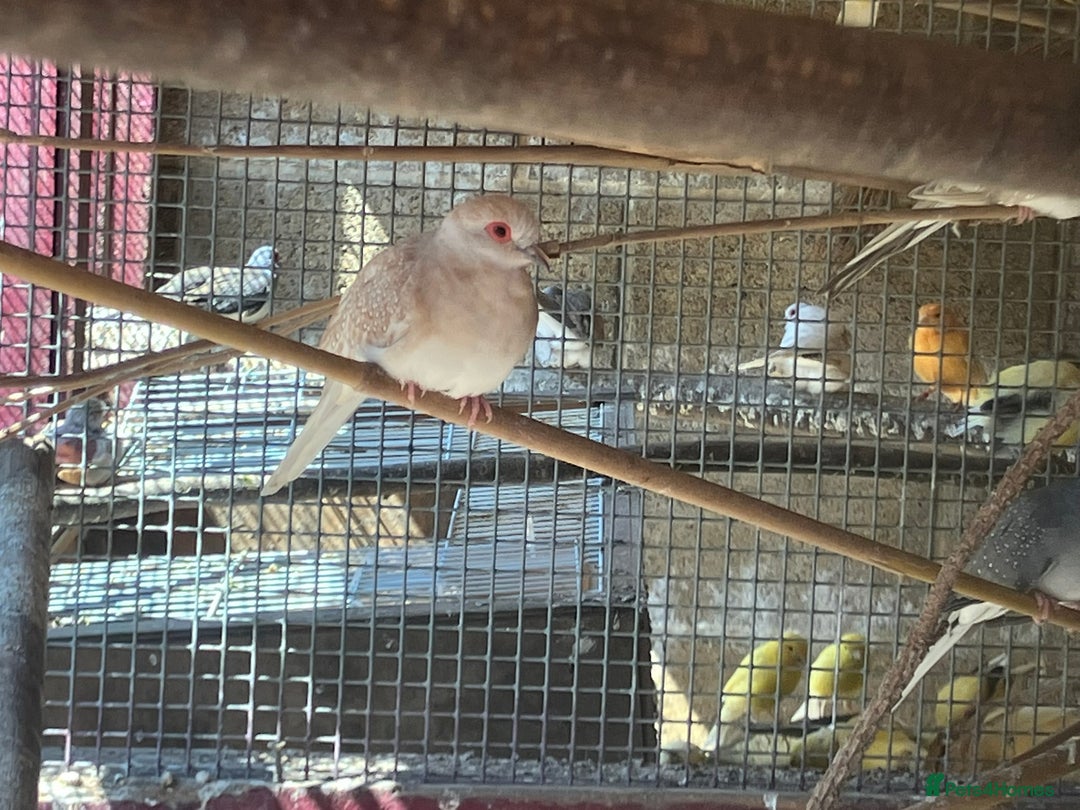 Doves birds for sale: Diamond doves for sale 2025 bred  - Image 5