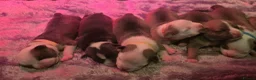 American Bully dogs for sale: Muscletone Bloodline American Bully Puppies - Advert 5