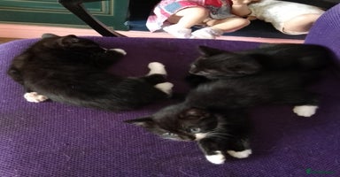 Mixed Breed cats - Advert 10