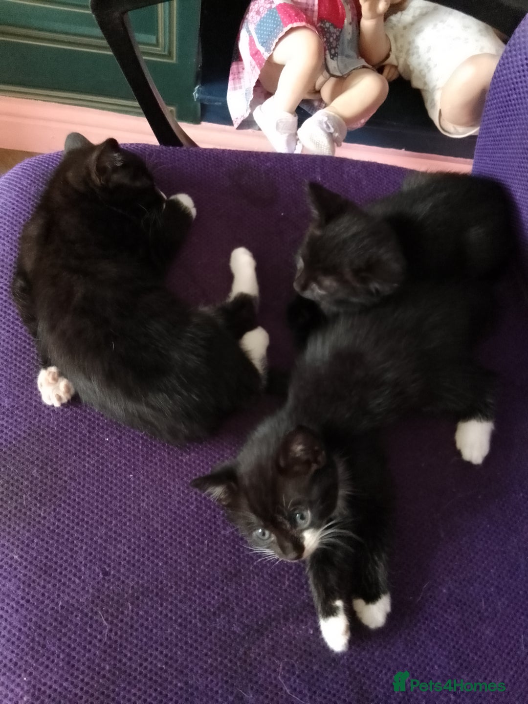 Mixed Breed cats for sale: Beautiful small kittens for sale - Image 3