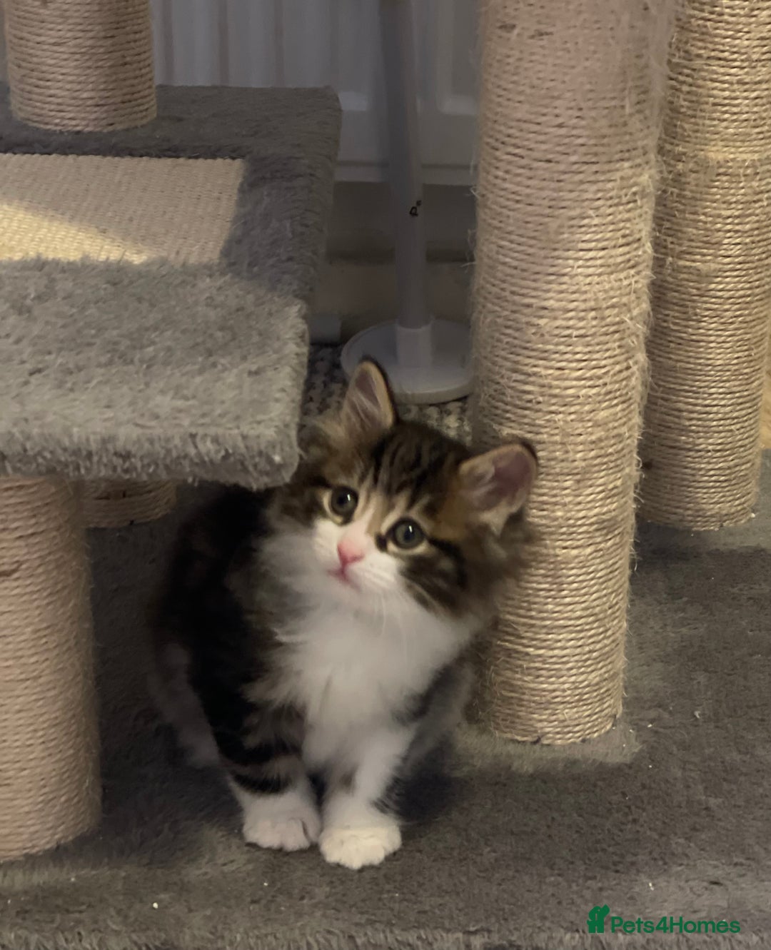 Kurilian Bobtail cats for sale: Reserved Kurilian Bobtail  kitten in spring  - Advert 21