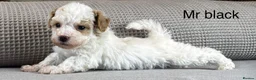 Maltipoo dogs for sale: BEAUTIFUL MALTIPOOS FROM DNA TESTED CLEAR PARENTS  - Advert 24