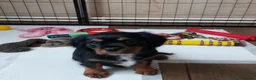 Cavalier King Charles Spaniel dogs for sale: GREAT QUALITY CKCS PUPPIES ( DWKC REGISTERED)/DNA - Advert 7