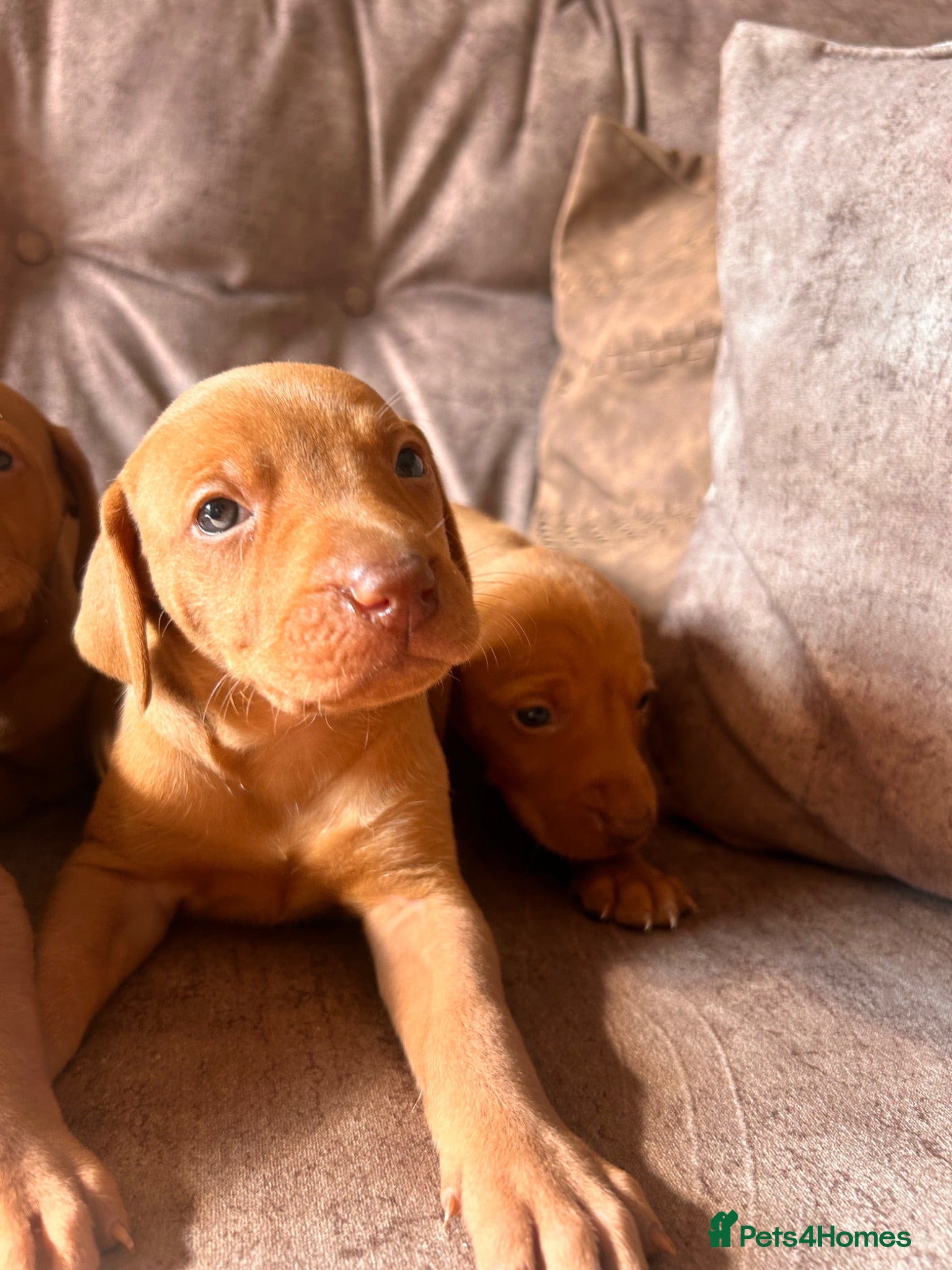 Hungarian Vizsla dogs LAST 3 HUNGARIAN VISZLA PUPS - Advert 2