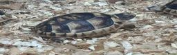 Tortoise reptiles for sale: Baby Marginated Tortoise - Advert 1