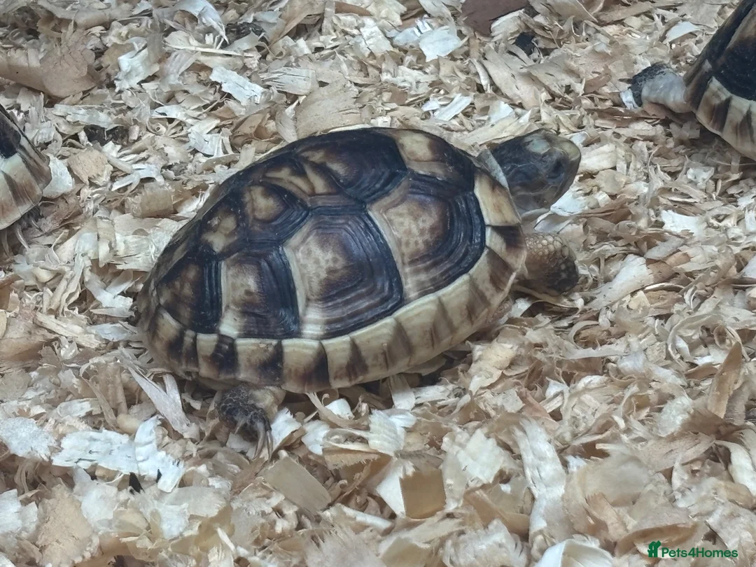 Tortoise reptiles for sale: Baby Marginated Tortoise - Advert 1