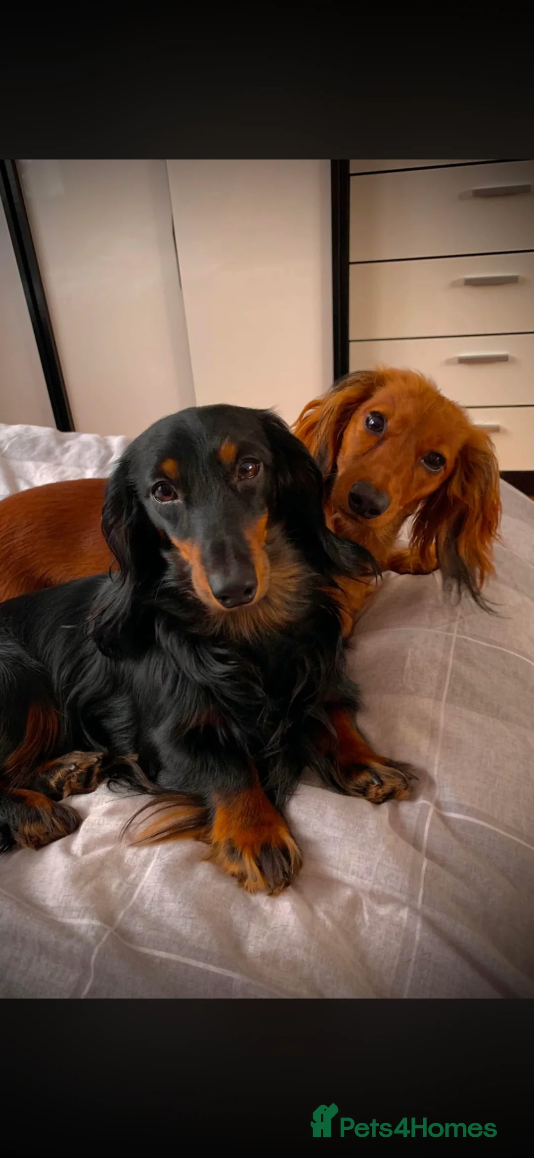 Miniature Dachshund dogs for sale: 3 Miniature Longhaired Dachshund Girls for Sale - Advert 2