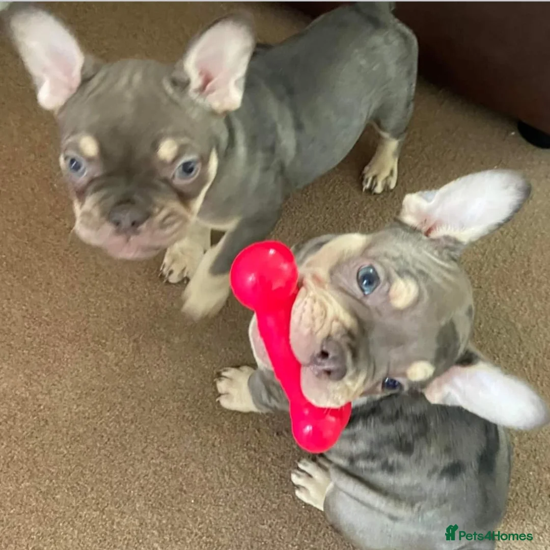 French Bulldog dogs for stud: KC TOP DRAW STUD Ramsgate  in Ramsgate - Advert 26