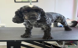 Cocker Spaniel dogs for sale: KC Blue Roan Show Cockr Spaniel  - Image 6