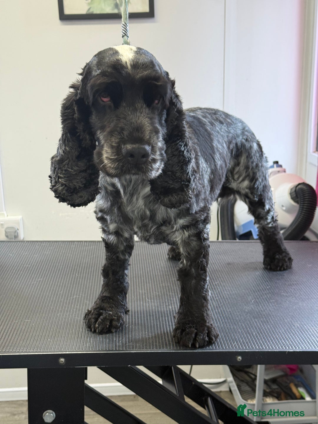 Cocker Spaniel dogs for sale: KC Blue Roan Show Cockr Spaniel  - Image 6