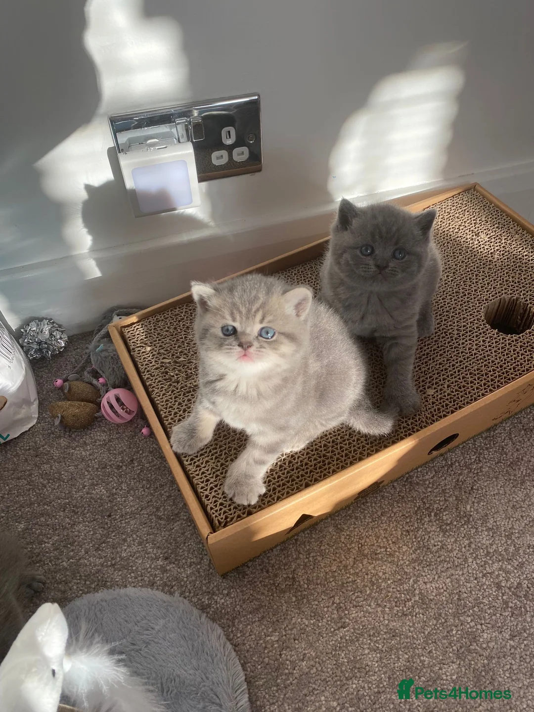 British Shorthair cats for stud: GCCF Registered Full pedigree Ready To Stud in London - Advert 14