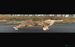 Bull Terrier dogs for sale: English Bull Terrier pups - Image 8