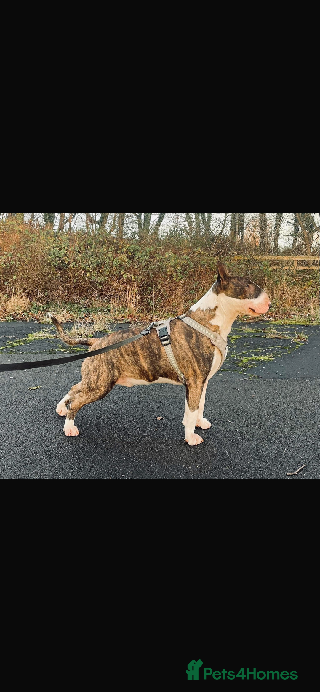 Bull Terrier dogs for sale: English Bull Terrier pups - Image 8