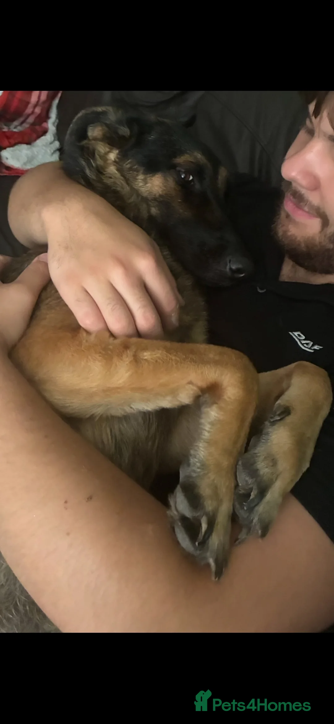 German Shepherd dogs for sale: Mrs.   in Newark - Advert 2