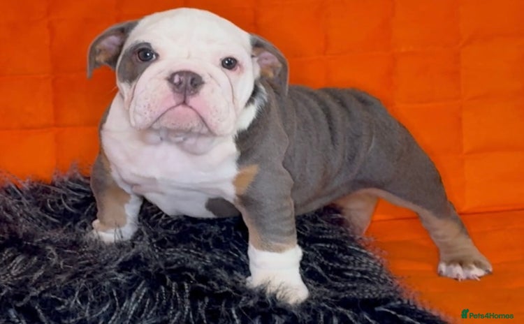 English Bulldog dogs - Advert 15