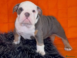 English Bulldog dogs - Advert 3