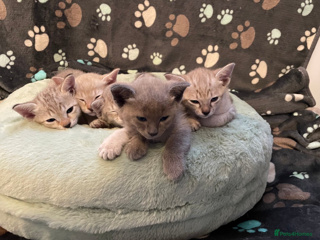 Tonkinese cats for sale: GCCF Registered Tonkinese Kittens - Image 6