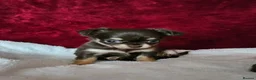 Chihuahua dogs for sale: KC reg Chocolate and tan chihuahua pups for sale - Advert 3