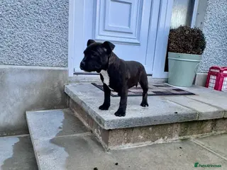 Staffordshire Bull Terrier dogs Staffordshire Bull Terrier Pups ready now - Advert 1