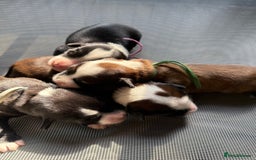 Tibetan Terrier dogs for stud: Tibetan Terrier for Stud Duties - Image 21
