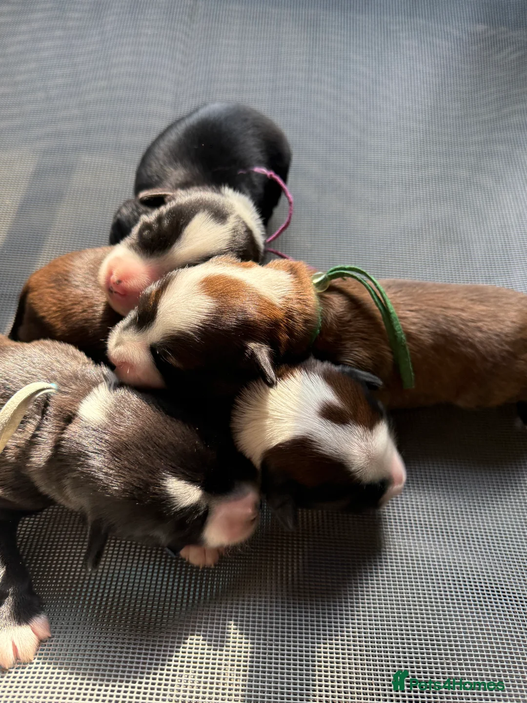 Tibetan Terrier dogs for stud: Tibetan Terrier for Stud Duties - Advert 21