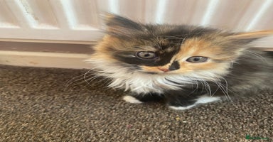 Mixed Breed cats - Advert 8