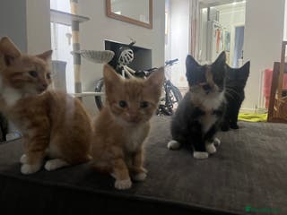Mixed Breed cats Kittens ready now - Advert 1