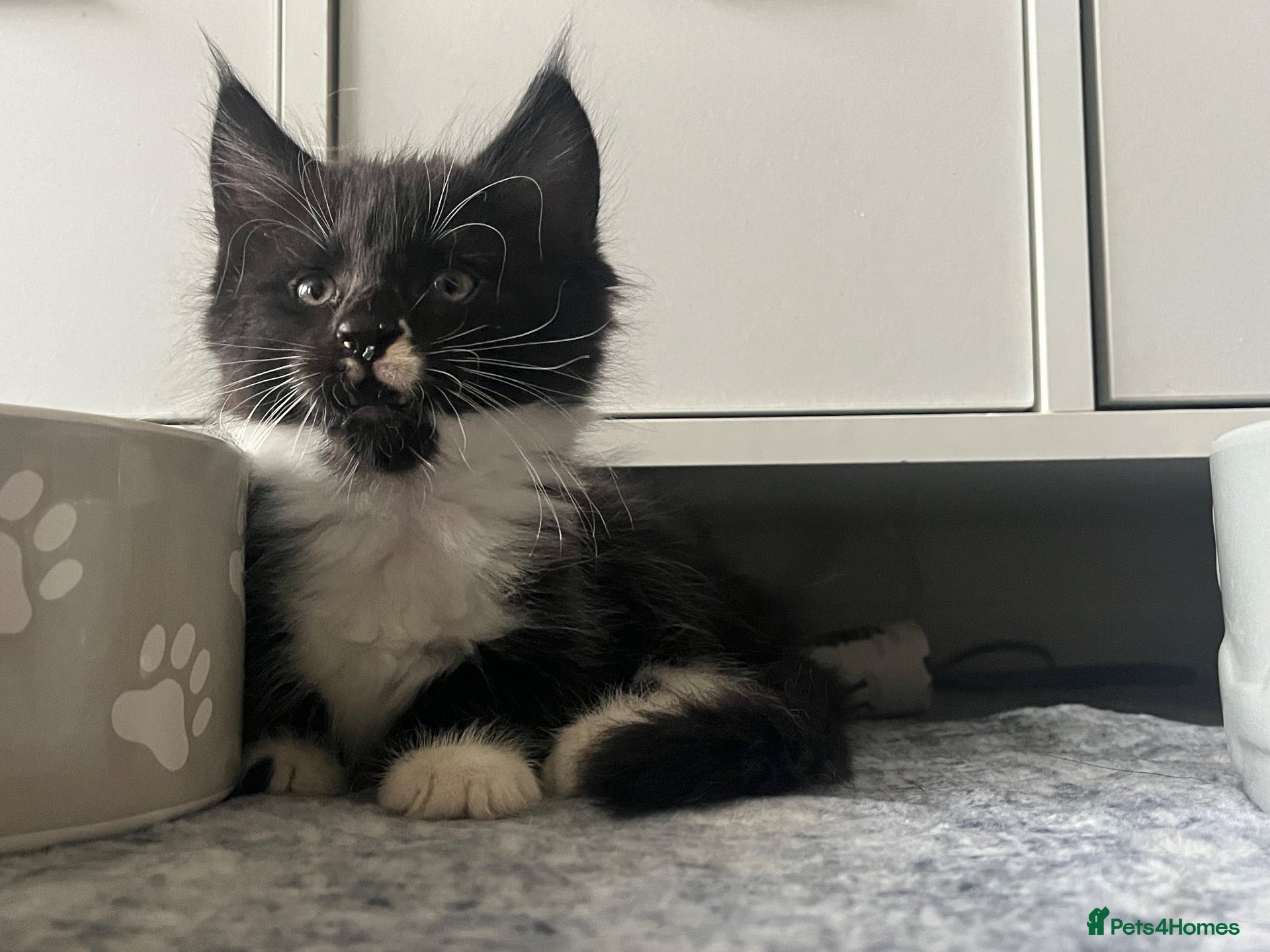Maine Coon cats Tuxedo Maine coon kittens  - Advert 20