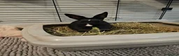 Netherland Dwarf rabbits for sale: Purebred Netherland Dwarf Doe - Advert 8