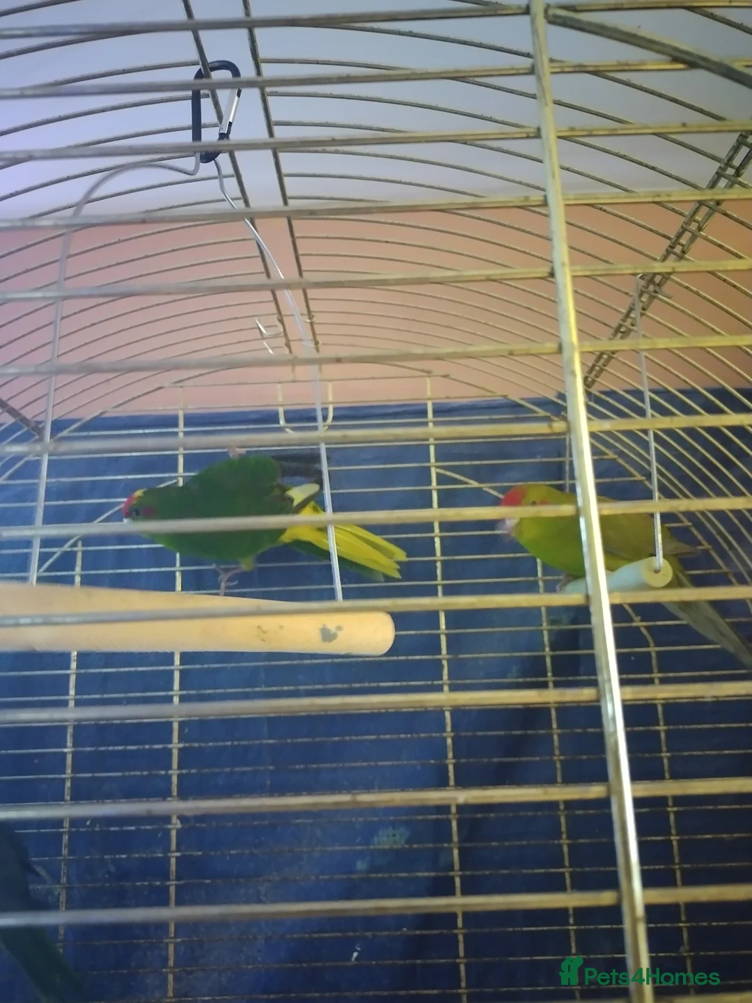 Parakeets birds for sale: For sale  - Advert 4