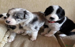 Border Collie dogs for sale: Stunning Border Collie Puppies - Image 5