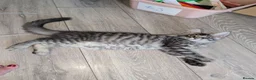 Maine Coon cats for sale: Tica registered mainecoons  - Advert 17