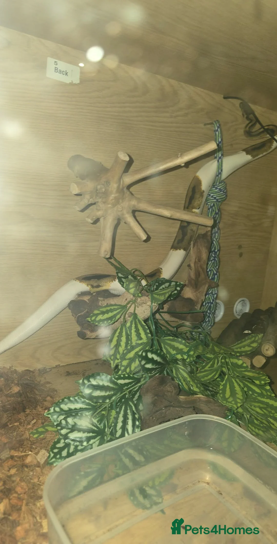 Python Snake reptiles for sale: Royal Pythons avaliable - Advert 4