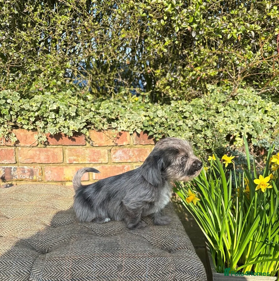 Mixed Breed dogs for sale: Outstanding Shithunds  - Advert 2