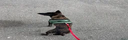 German Shepherd dogs for sale: DUTCH SHEPHERD  - Advert 5