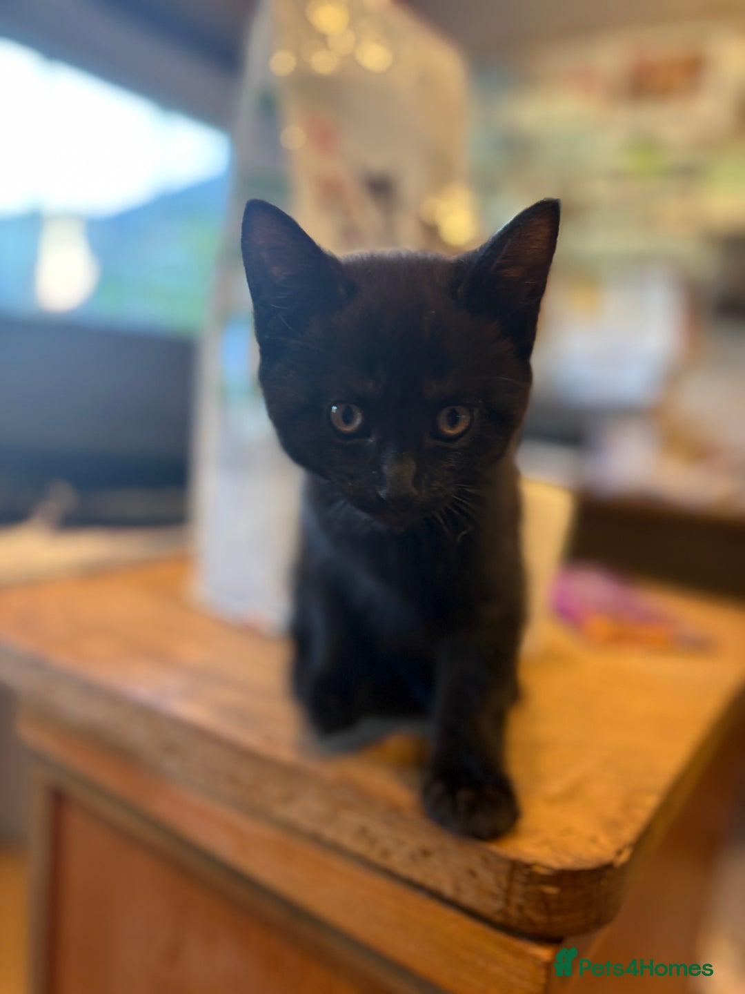 Mixed Breed cats for sale: Beautiful boy  - Image 4