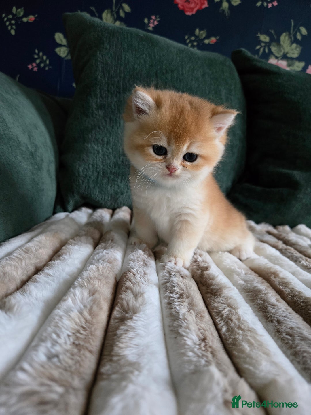 British Shorthair cats for sale: Gorgeous golden boys - Image 6