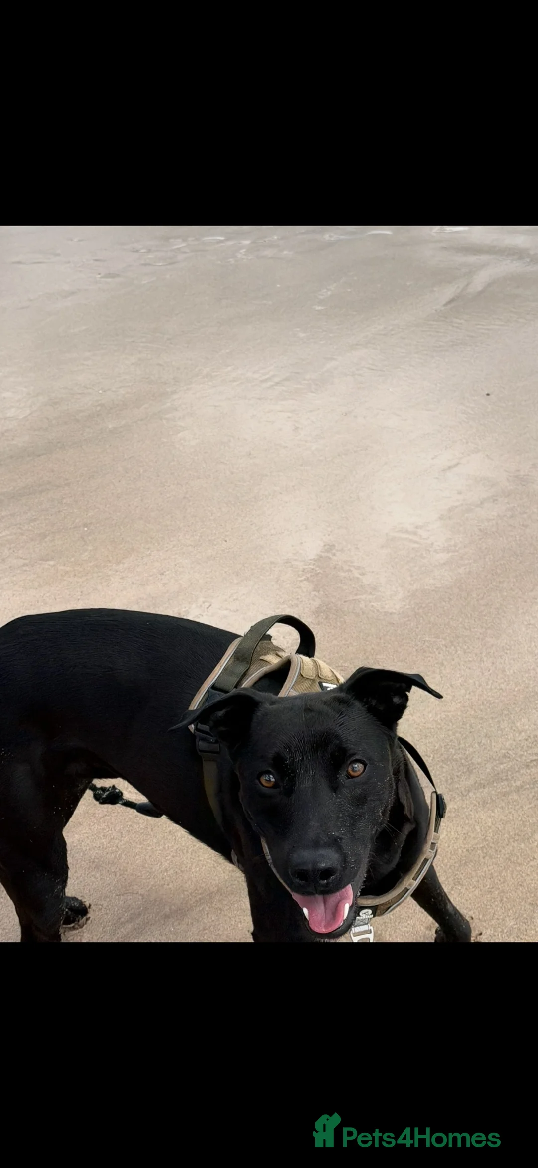 Mixed Breed dogs for sale: Male Whippador - Advert 2