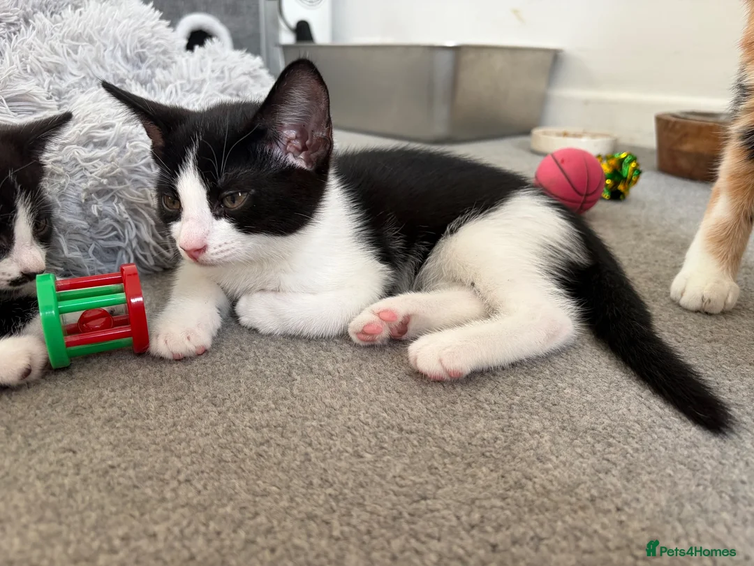 Mixed Breed cats for sale: Kitten ready to go  - Advert 2