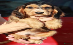 Cocker Spaniel dogs for sale: Full Cocker Spaniels Puppies  - Image 25