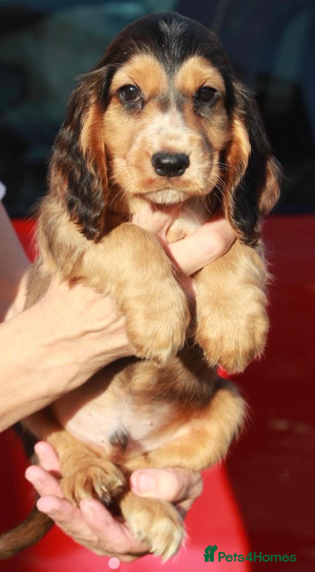 Cocker Spaniel dogs for sale: Full Cocker Spaniels Puppies  - Image 25