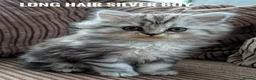 Mixed Breed cats for sale: Persian Chinchilla x British Shorthair kittens in Coventry - Advert 5